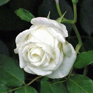 5 WHITE ROSE Rosa Bush Shrub Perennial Flower Seeds Flat Shipping image 9