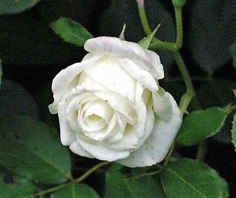 5 WHITE ROSE Rosa Bush Shrub Perennial Flower Seeds Flat Shipping image 9