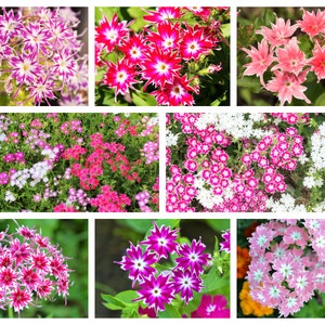 100 TWINKLE DWARF PHLOX Drummondii Cuspidata var. Stellaris Star Mix Two Tone Mixed Colors Pink Purple Red White Flower Seeds
