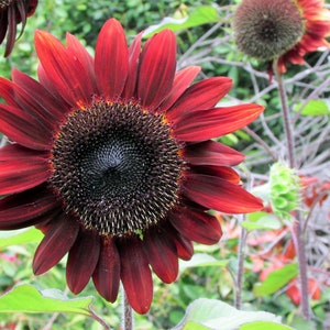 25 CHOCOLATE CHERRY SUNFLOWER Helianthus Annuus Red & Brown Flower Seeds image 4