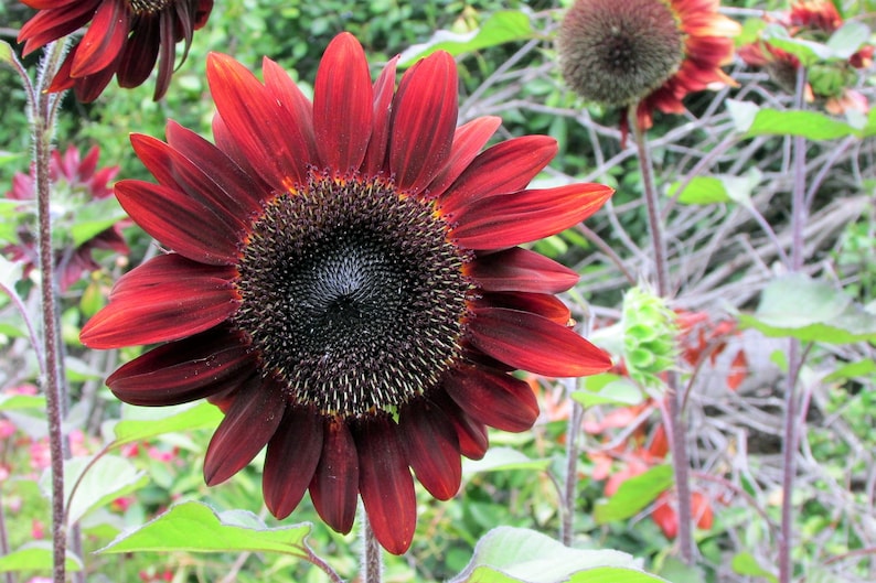 25 CHOCOLATE CHERRY SUNFLOWER Helianthus Annuus Red & Brown Flower Seeds image 4