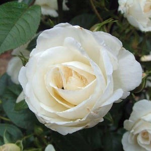 5 WHITE ROSE Rosa Bush Shrub Perennial Flower Seeds Flat Shipping image 3