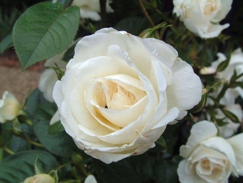 5 WHITE ROSE Rosa Bush Shrub Perennial Flower Seeds Flat Shipping image 3