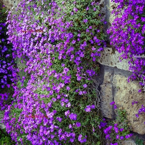 500 PURPLE ROCKCRESS Rock Cress Aubrieta Deltoidea Flower Seeds