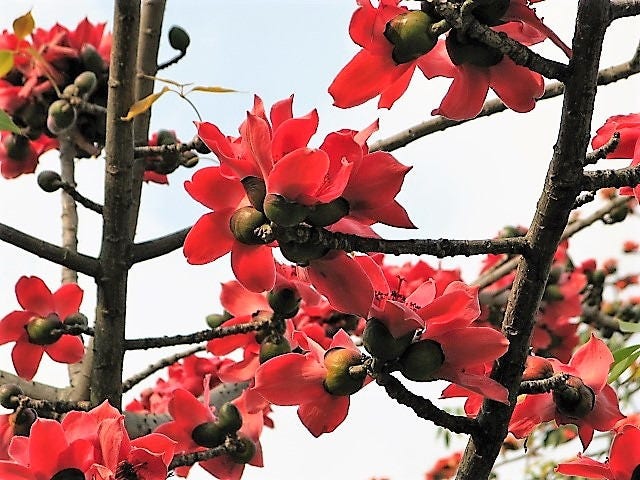 10 Red Silk Cotton Tree Bombax Ceiba Kapok Tropical Flower Seeds Flat Shipping