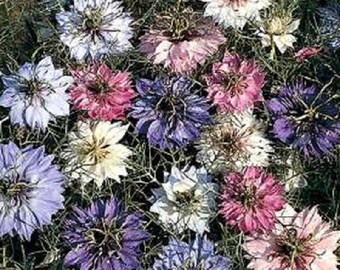 500 LOVE In A MIST PERSIAN Jewels Mixed Colors (Fennel Flower) Nigella Damascena Flower Seeds