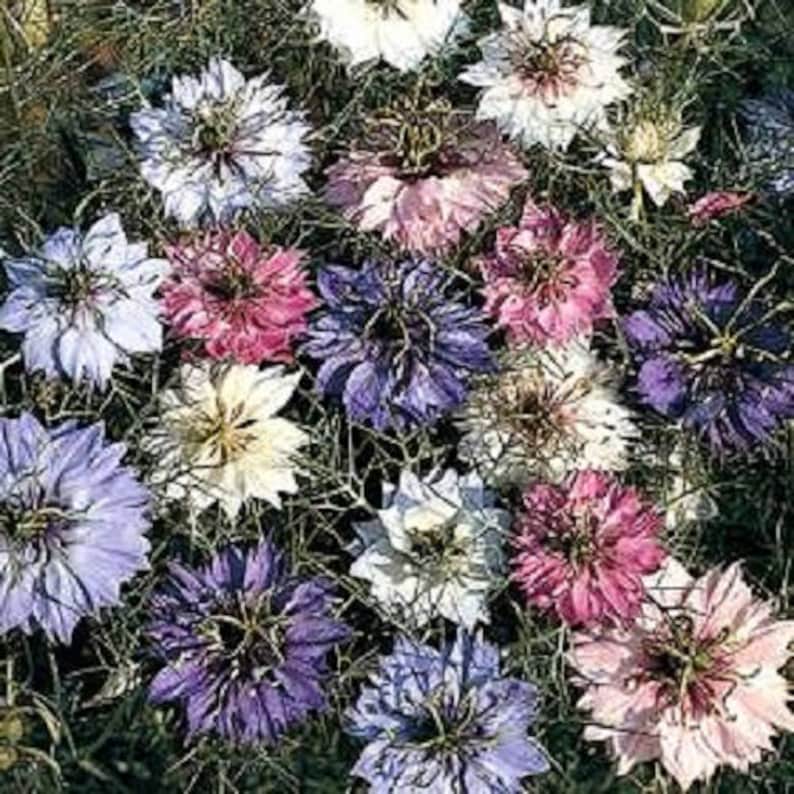 Johnsons Seeds Nigella Miss Jekyll Seed Ideal for cutting!