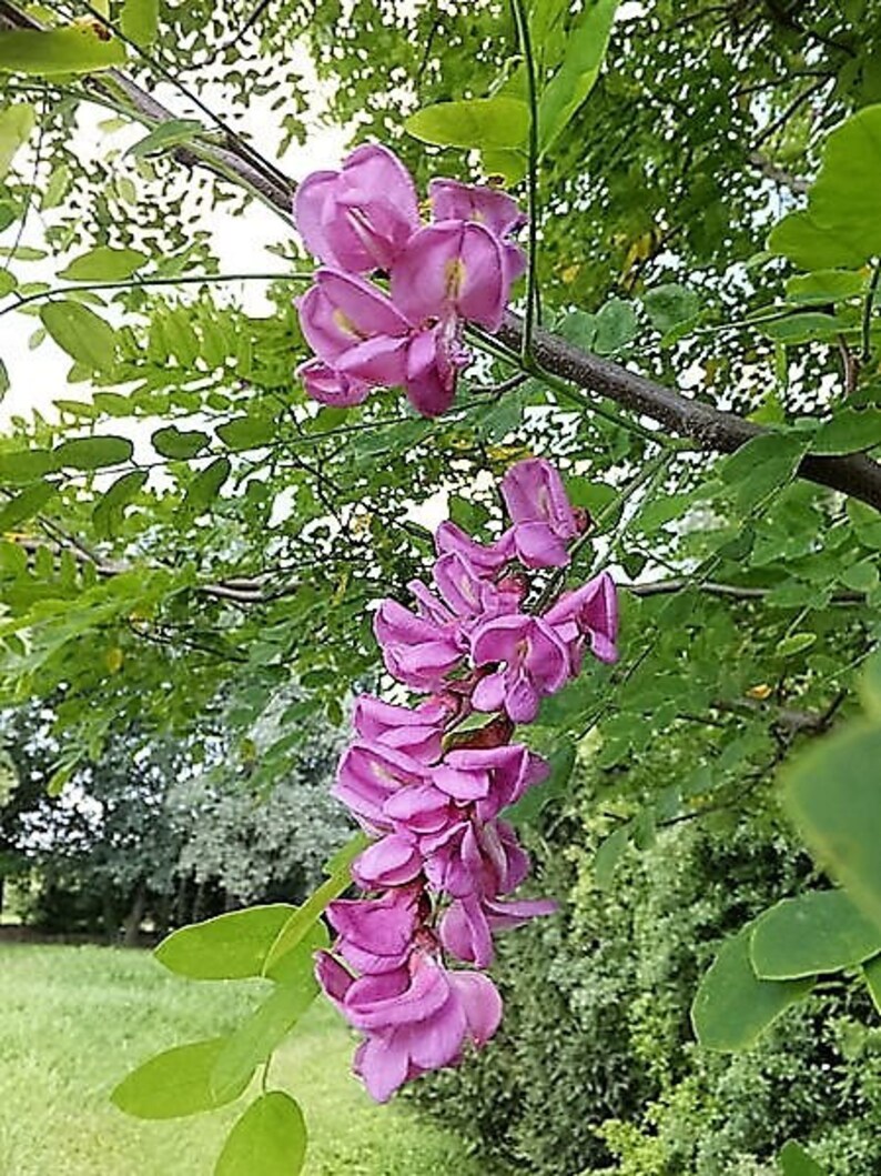 15 ROSE LOCUST / Pink ACACIA Flower Robinia Hispida Fertilis Etsy