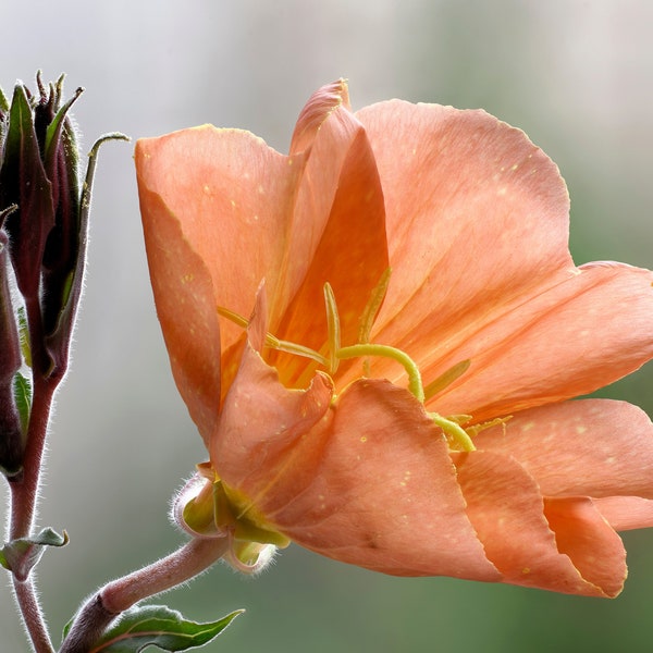 10 SUNSET BOULEVARD PRIMROSE Orange Evening Blvd Oenothera Versicolor Sundrops Graines de fleurs * Expédition à plat