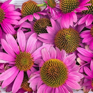 1000 PURPLE CONEFLOWER Echinacea Purpurea Heirloom Flower Herb Seeds image 5