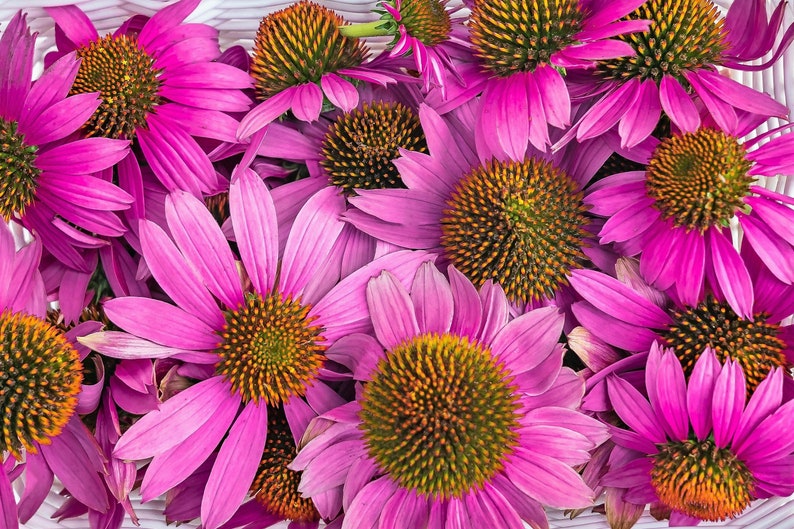 1000 PURPLE CONEFLOWER Echinacea Purpurea Heirloom Flower Herb Seeds image 5