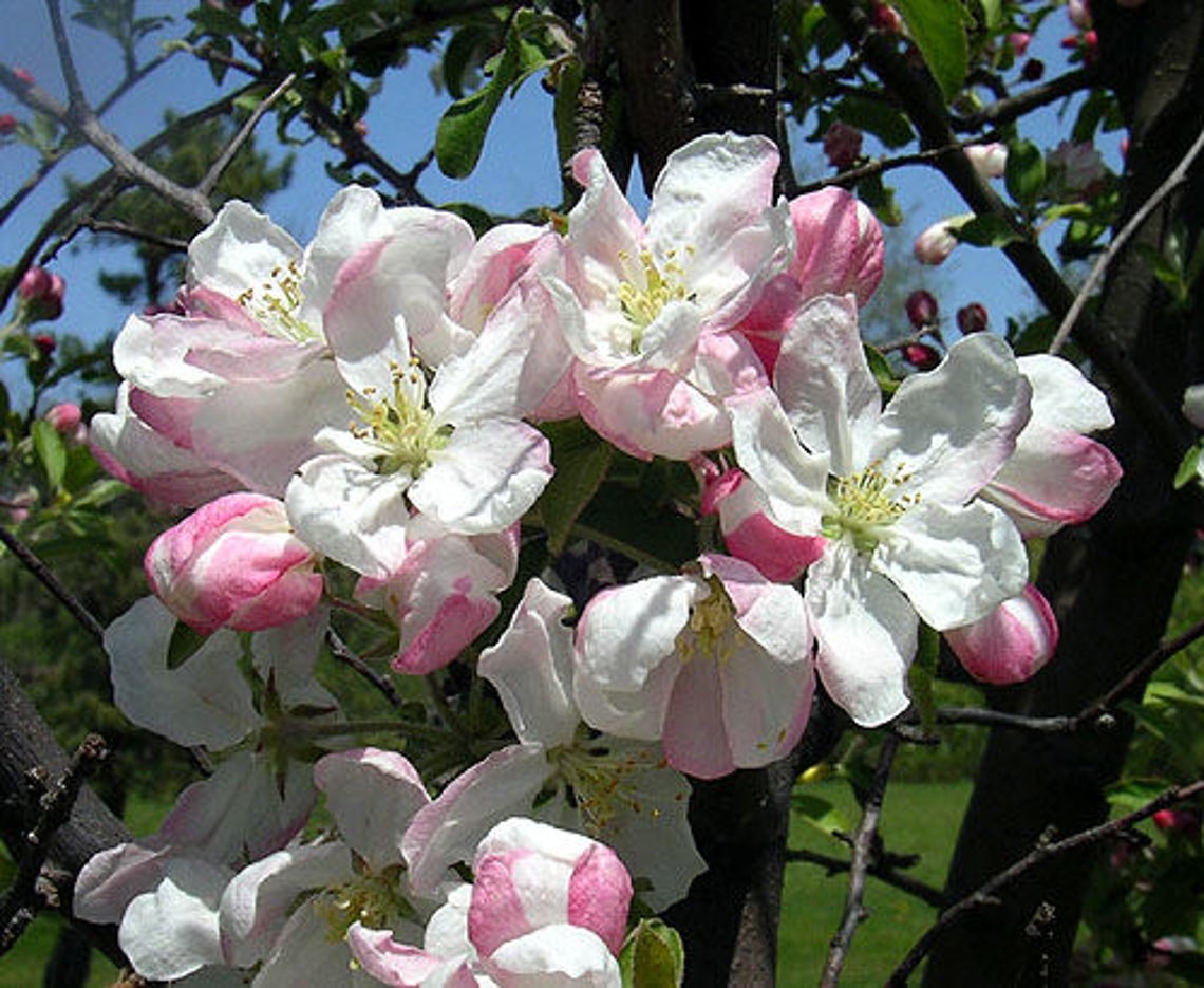 10 Red FUJI APPLE TREE Malus Domestica Fruit Tree White & Pink Etsy