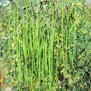 10 blühende DRUMSTICK TREE Moringa Oleifera Samen (Wunderbaum / Ben Oil Tree)