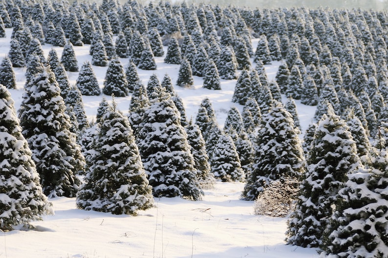 20 DOUGLAS FIR Tree Abies Pseudotsuga Menziesii Christmas Tree Blue Douglas Pine Spruce Native Evergreen Seeds image 8