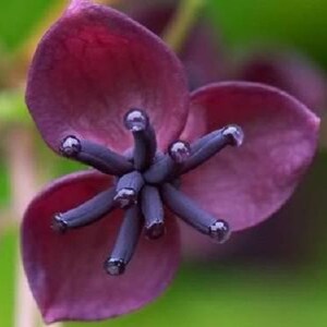 15 CHOCOLATE VINE Edible Fruit Akebia Trifoliata Flower Ornamental Climber Seeds image 7