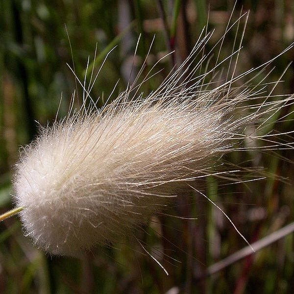 100 BUNNY TAILS GRASS (Hares Tail) Ornamental Lagurus Ovatus Seeds