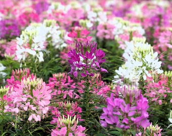 250 MIXED Colors QUEEN CLEOME (Spider Flower) Cleome Hassleriana Cleome Spinosa Flower Seeds