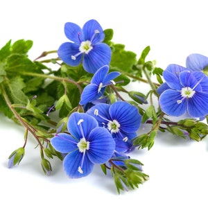 50 CREEPING BLUE SPEEDWELL Veronica Repens Groundcover Flower Seeds Comb S/H image 3