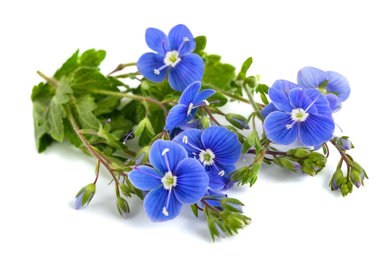 50 CREEPING BLUE SPEEDWELL Veronica Repens Groundcover Flower Seeds Comb S/H image 3