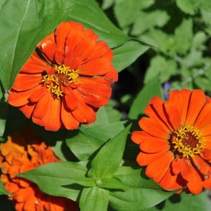 250 ORANGE CLASSIC ZINNIA Elegans (Narrow Leaf Zinnia / Creeping Zinnia) Flower Seeds