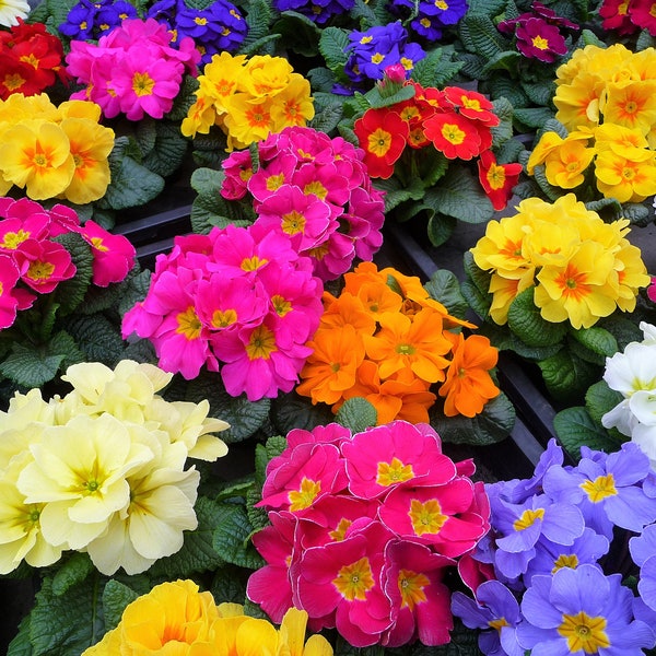 50 MIXED Colors ENGLISH PRIMROSE Primula Vulgaris Acaulis Shade Houseplant Flower Seeds