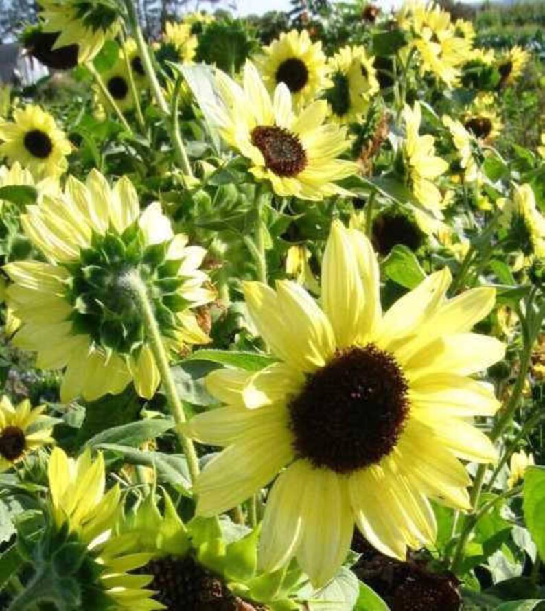 25 VALENTINE SUNFLOWER Helianthus Annuus Flower Seeds Etsy