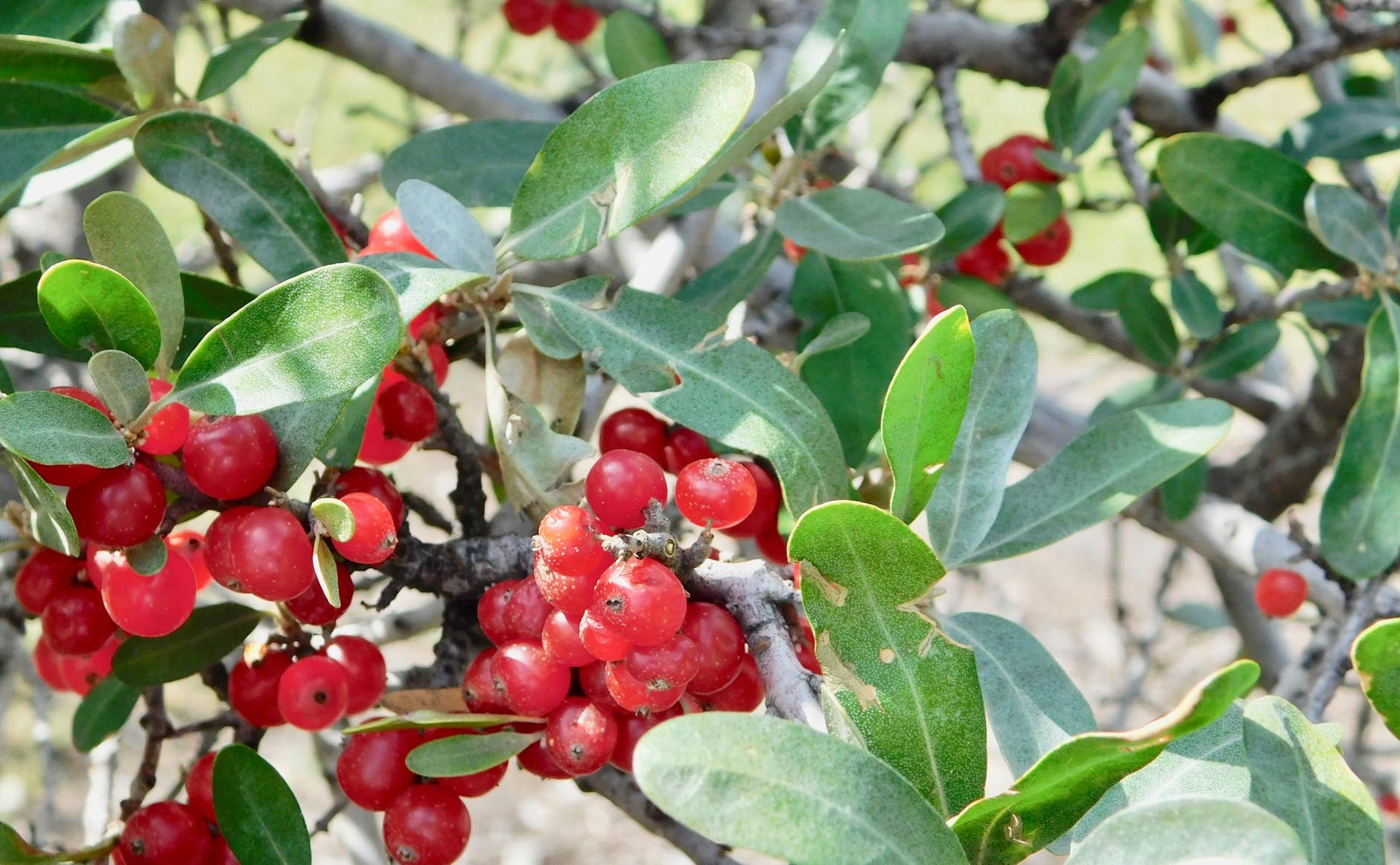 20 SILVER BUFFALOBERRY Shepherdia Argentea Red Fruit Native Bullberry