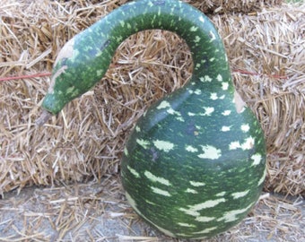 15 GOOSENECK / Bottle / SWAN GOURD Lagenaria Siceraria Vine Seeds