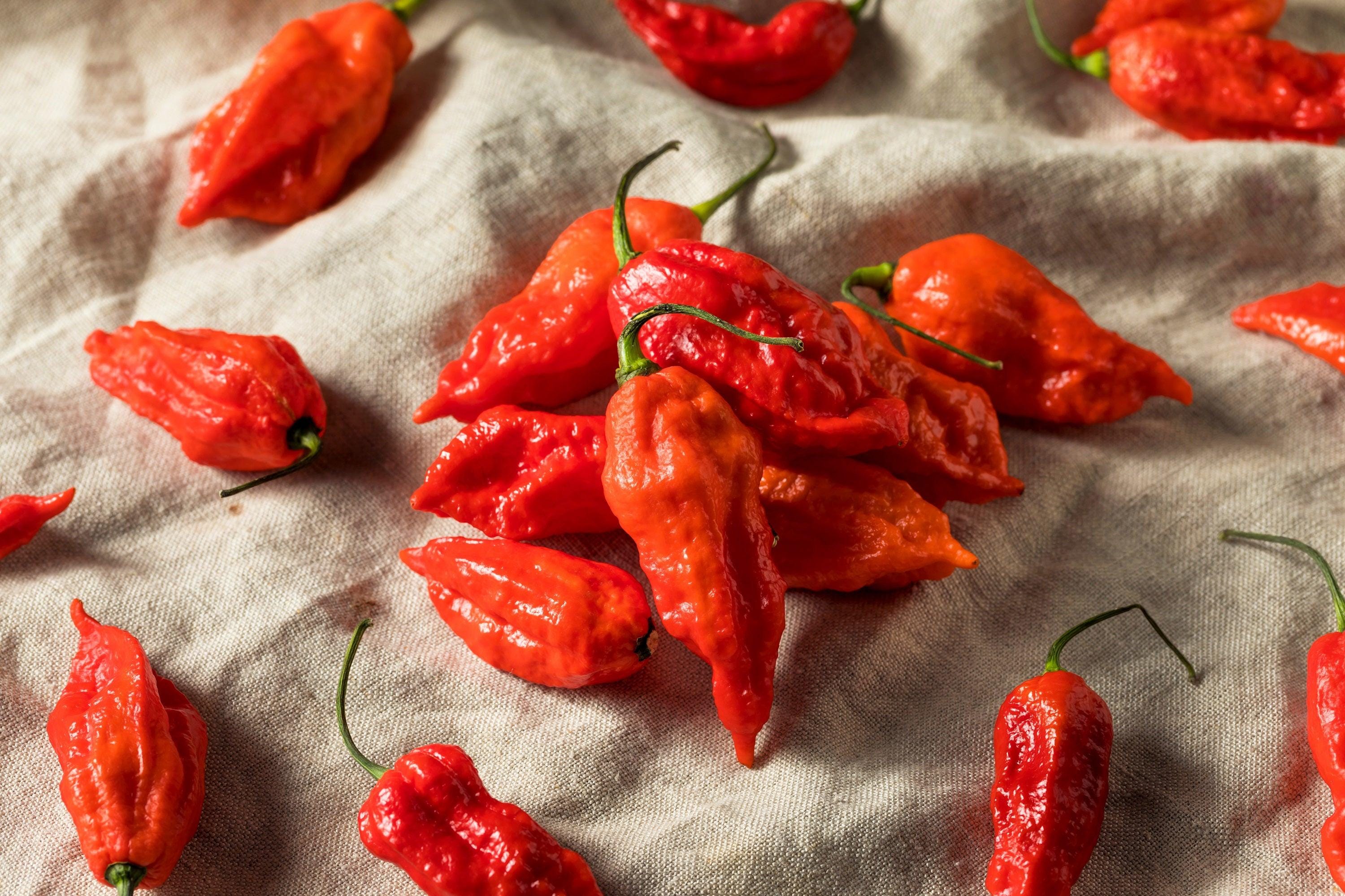 20 GHOST PEPPER SEEDS Blazing Hot Naga Bhut Jolokia Cobra Chili ...