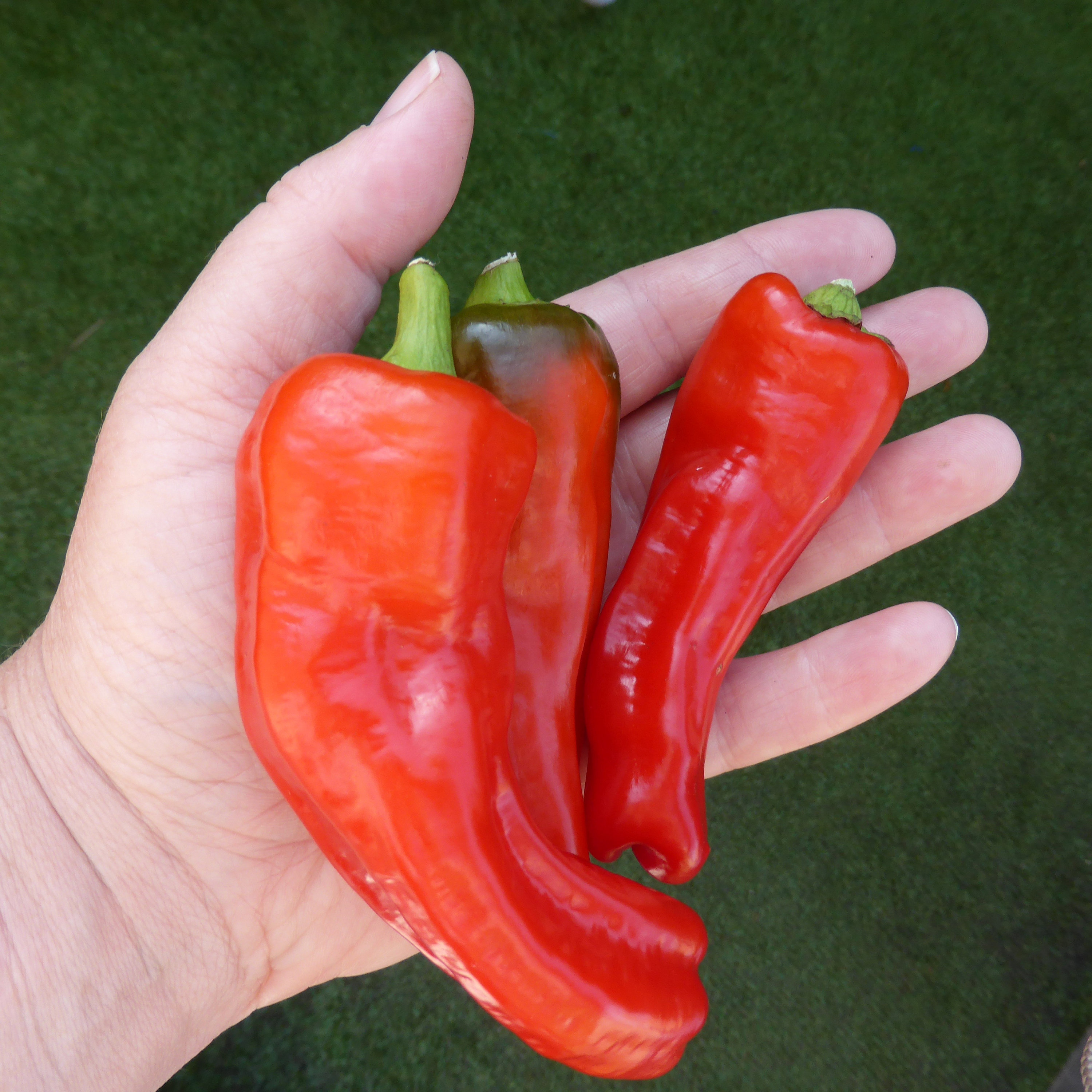25 GIANT SZEGEDI PEPPER Capsicum Annuum Hungarian Sweet Paprika