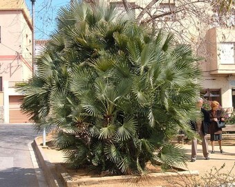 【希少・耐寒性】ウチワヤシ（Chamaerops humilis） 耐寒性ヤシ】 チャメロプス ボルケーノ 8号鉢 1株 - メルカリ