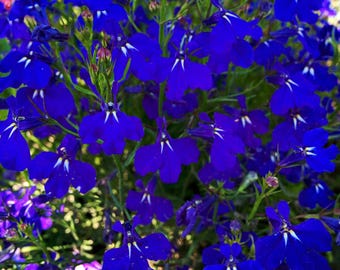 200 Electric Blue MONSOON LOBELIA Erinus Flower Seeds *Flat Ship Rate