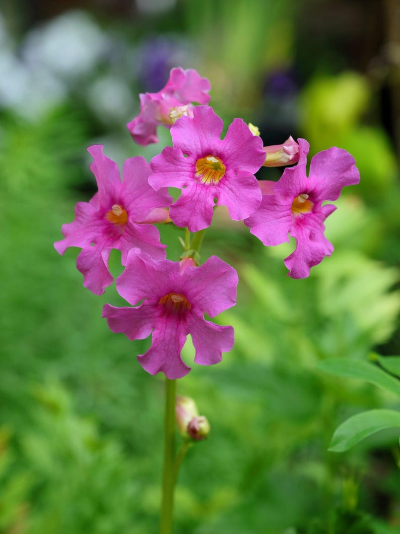 10 Cheron Pink Winter Hardy Gloxinia Incarvillea Delavayi Flower Seeds