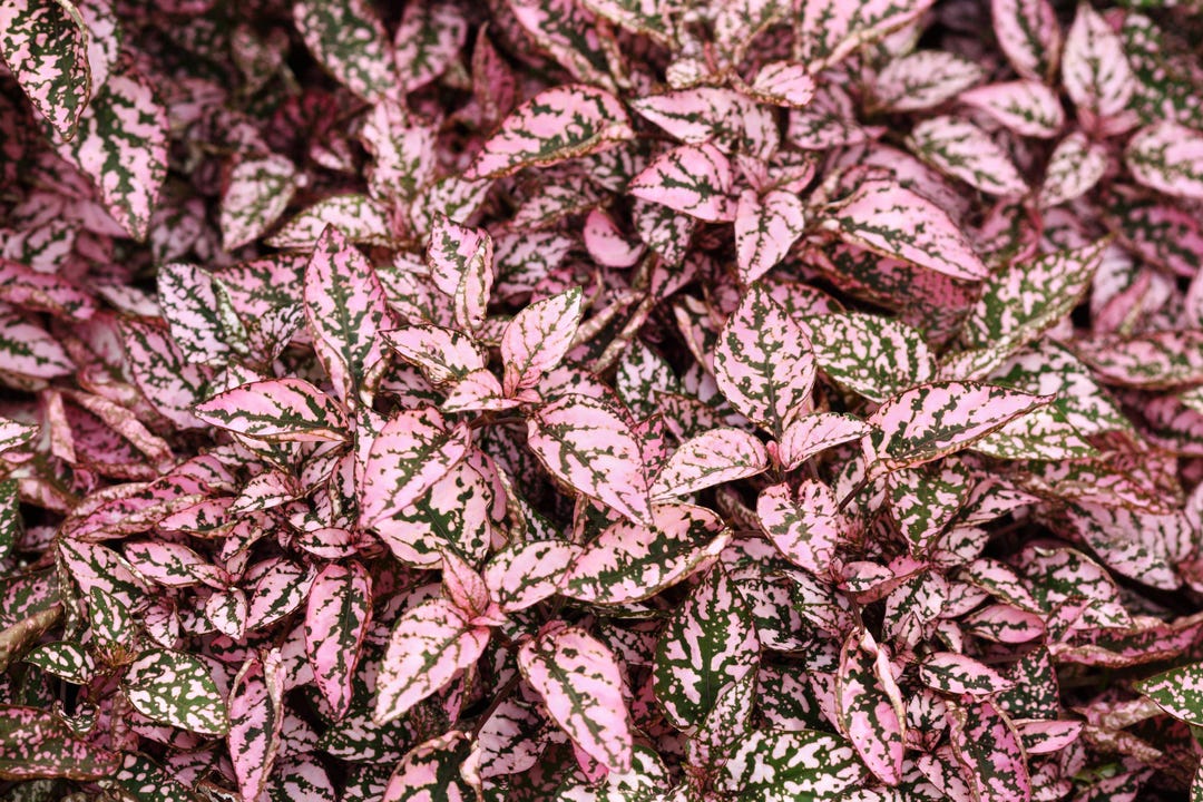 10 Dwarf Pink POLKA DOT PLANT Splash Select Hypoestes Phyllostachya ...