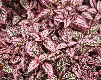 10 pinke hypoestes Phyllostachya POLKA DOT PFLANZEN Blumen Zimmerpflanzen Samen