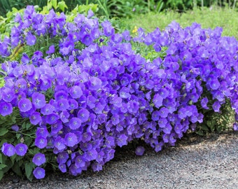 1000 TUSSOCK BELLFLOWER (Carpathian Bellflower) Campanula Carpatica Flower Seeds