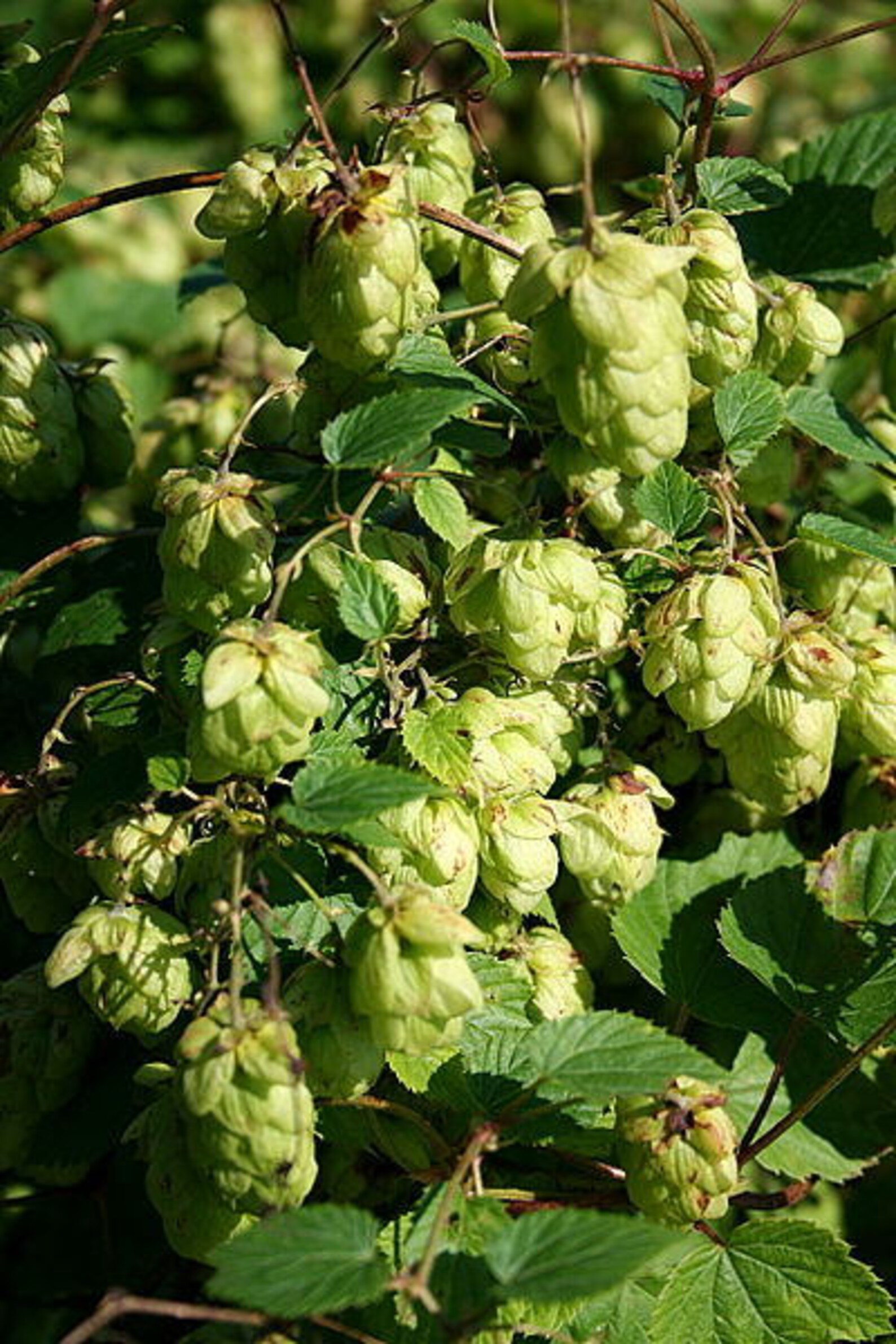 25 COMMON HOPS European Humulus Lupulus Vine Seeds Beer Making - Etsy ...