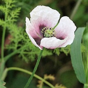 350 TASMANIAN Purple & White POPPY Papaver Somniferum Flower Seeds image 4