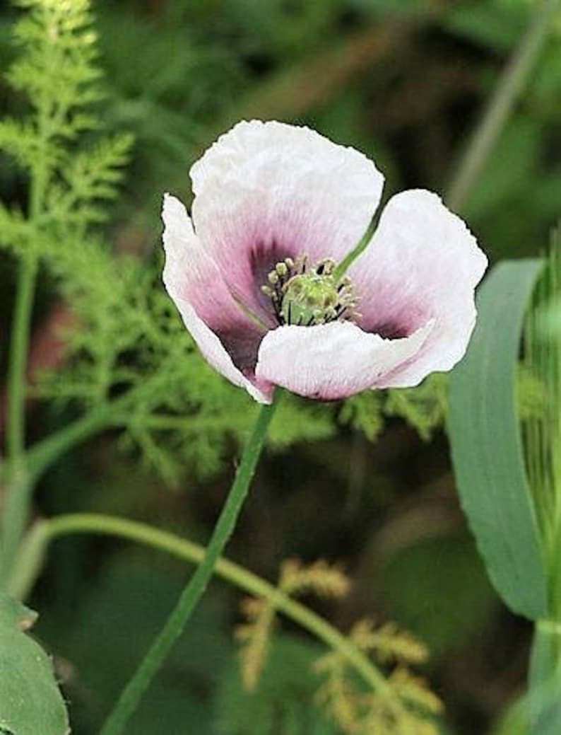 350 TASMANIAN Purple & White POPPY Papaver Somniferum Flower Seeds image 4