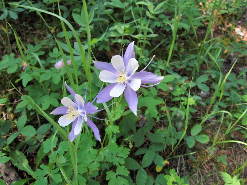 50 Blue ROCKY MOUNTAIN COLUMBINE Aquilegia Caerulea Flower