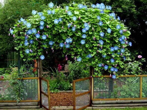 50 Himmlische Blue Morning Glory Ipomoea Tricolor Rebe Etsy