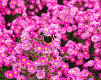 100 graines de fleurs roses ASTER NOUVELLE-ANGLETERRE Aster Novae var Angliae