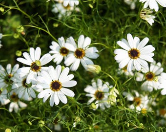 200 graines de fleurs blanches SWAN RIVER DAISY Brachyscome Iberidifolia