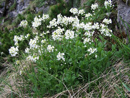 800 WHITE ALPINE ROCKCRESS Aubrieta Rock Cress Arabis Alpina Flower Seeds Gift
