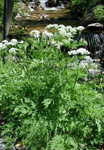 PinkdoseÂ 20 Semillas SWEET CICELY Myrrhis Odorata Herb Flower Seeds fácil de cultivar garden mirra