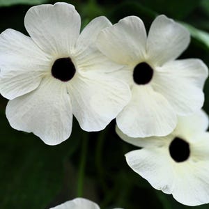 10 graines de fleurs de vigne de Susan aux yeux noirs de Thunbergia Alata VINE * peigne S/H