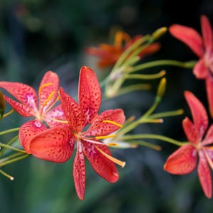 10 Sommersprossen Brombeerlilie (Leopardenlilie) Belamcanda Chinensis Blumensamen