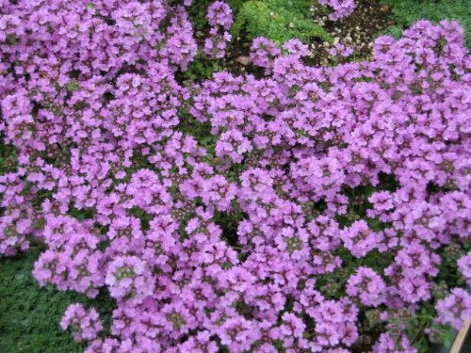 100 Walk on Me CREEPING THYME Thymus Serpyllum Herb Flower Etsy