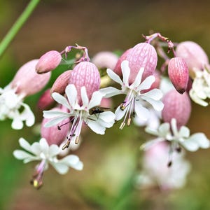 100 MAIDENSTEARS Silene Vulgaris aka Bladder Campion Maidens Tears Rosa & Vita Blomfrön