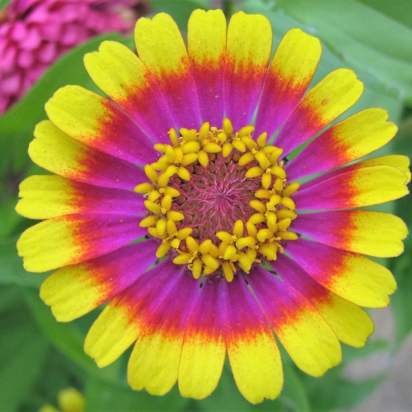 50 CAROUSEL MIX ZINNIA Elegans Carrousel Whirligig Mixed Colors Bicolor Flower Seeds